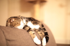 溶ける猫