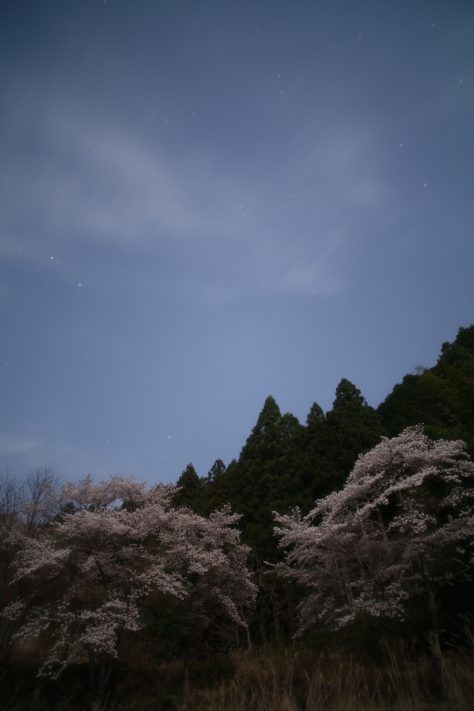 月下の桜-6