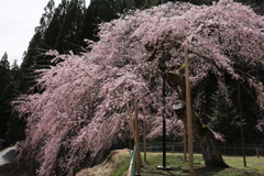 廃村の桜 1
