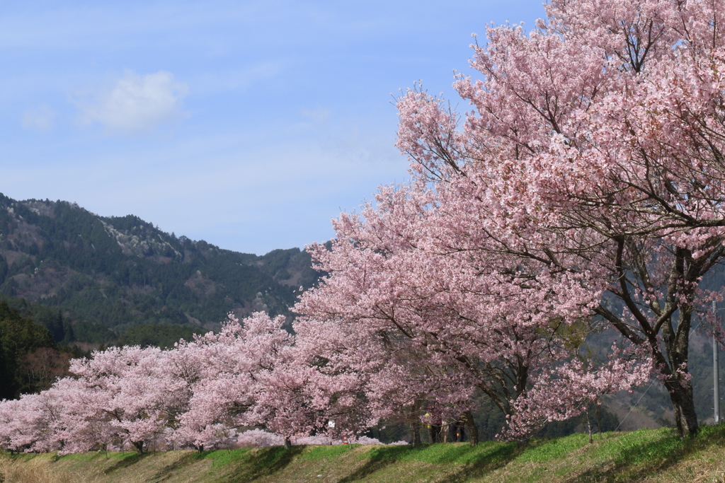 桜並木