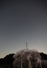 夜桜