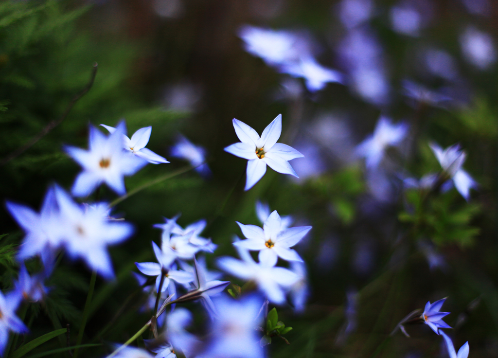 道端の花