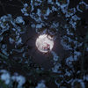 月下の桜-5