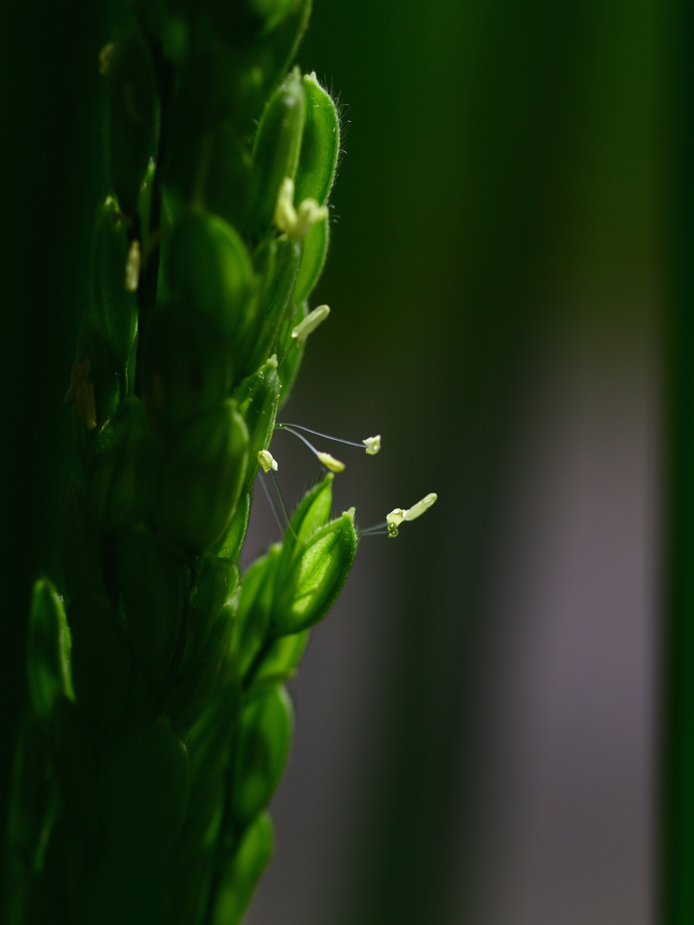 稲の開花