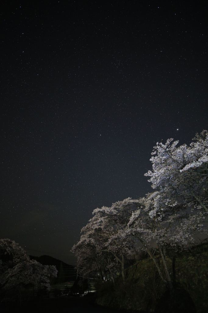夜の桜並木