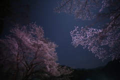 月下の桜−1