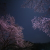月下の桜−1