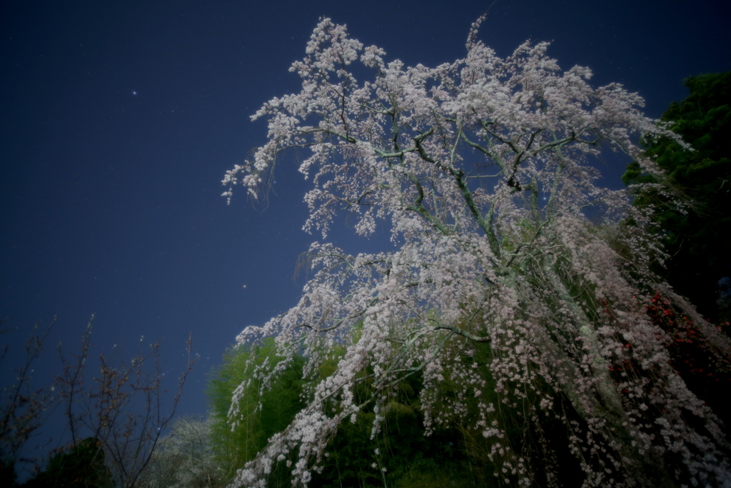月下の桜-4