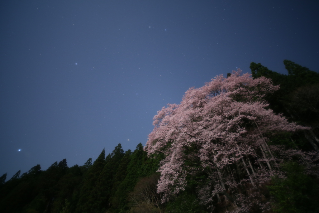 月下の桜-2