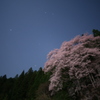 月下の桜-2