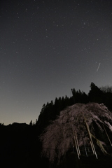 夜桜