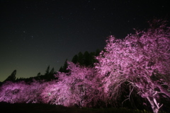 夜桜 6