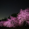 夜桜 6