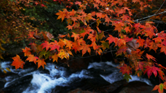 紅葉とせせらぎ