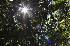 初夏の光
