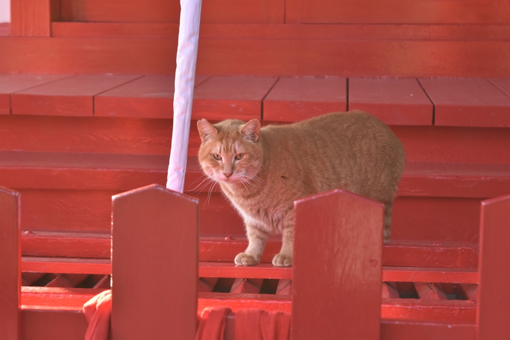 猫のお参り