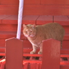 猫のお参り