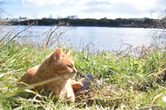 猫の休日