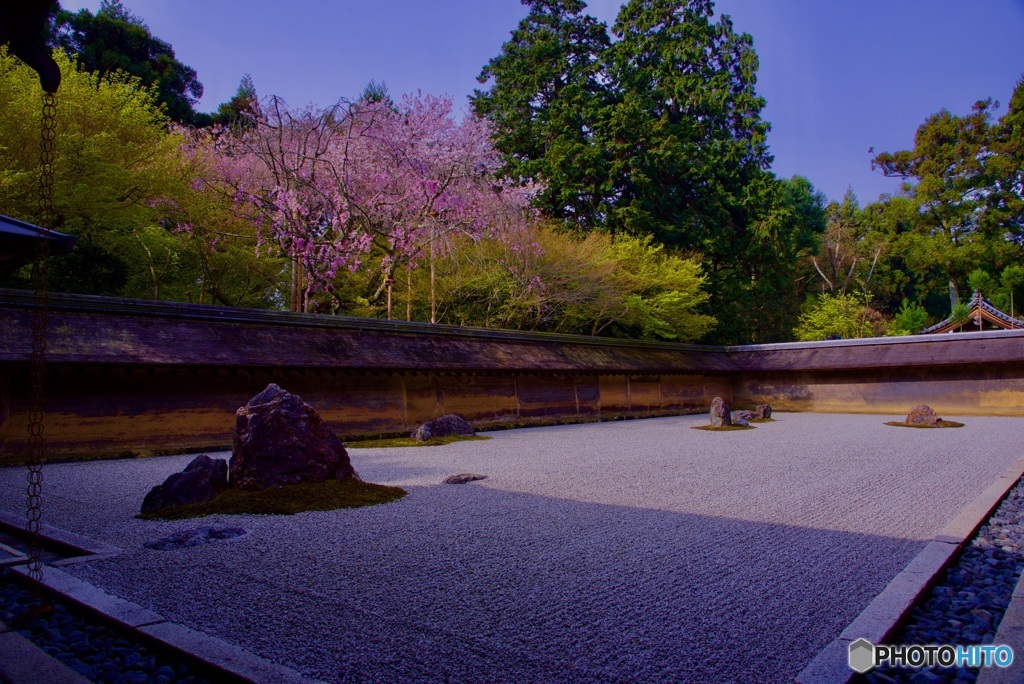 龍安寺 石庭・桜