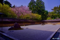 龍安寺 石庭・桜