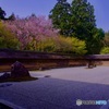 龍安寺 石庭・桜