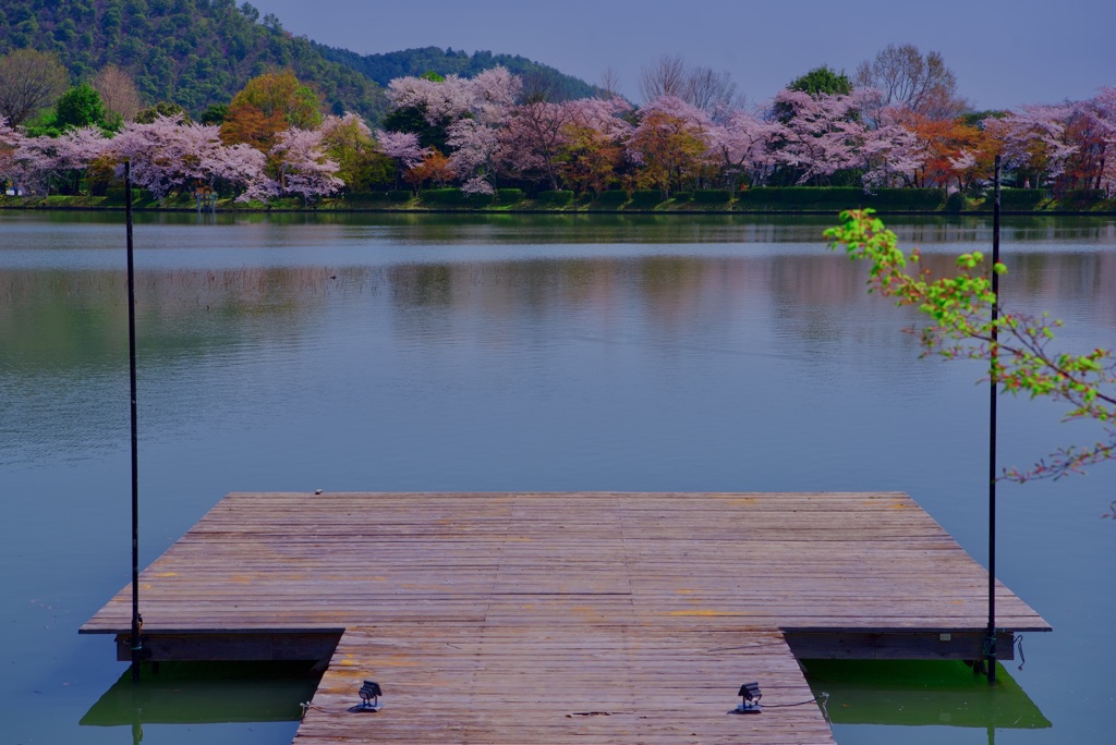 大覚寺 大沢池