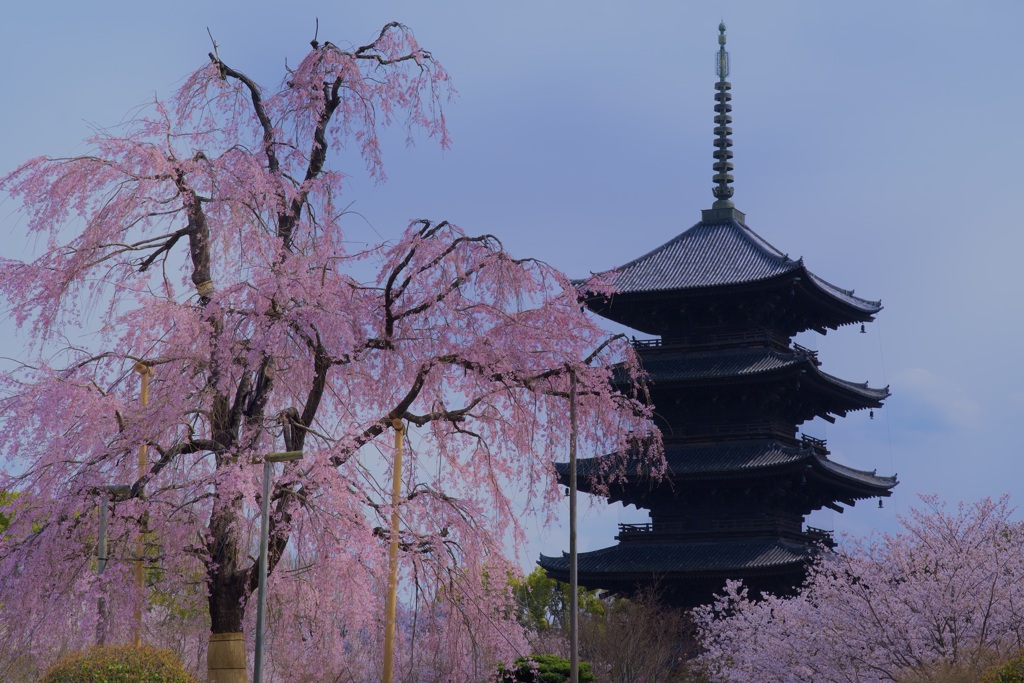 東寺 五重塔と不二桜