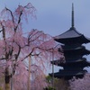 東寺 五重塔と不二桜