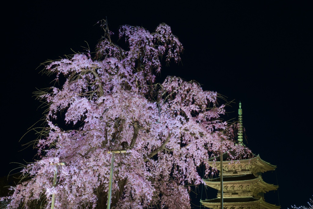 東寺 五重塔と不二桜