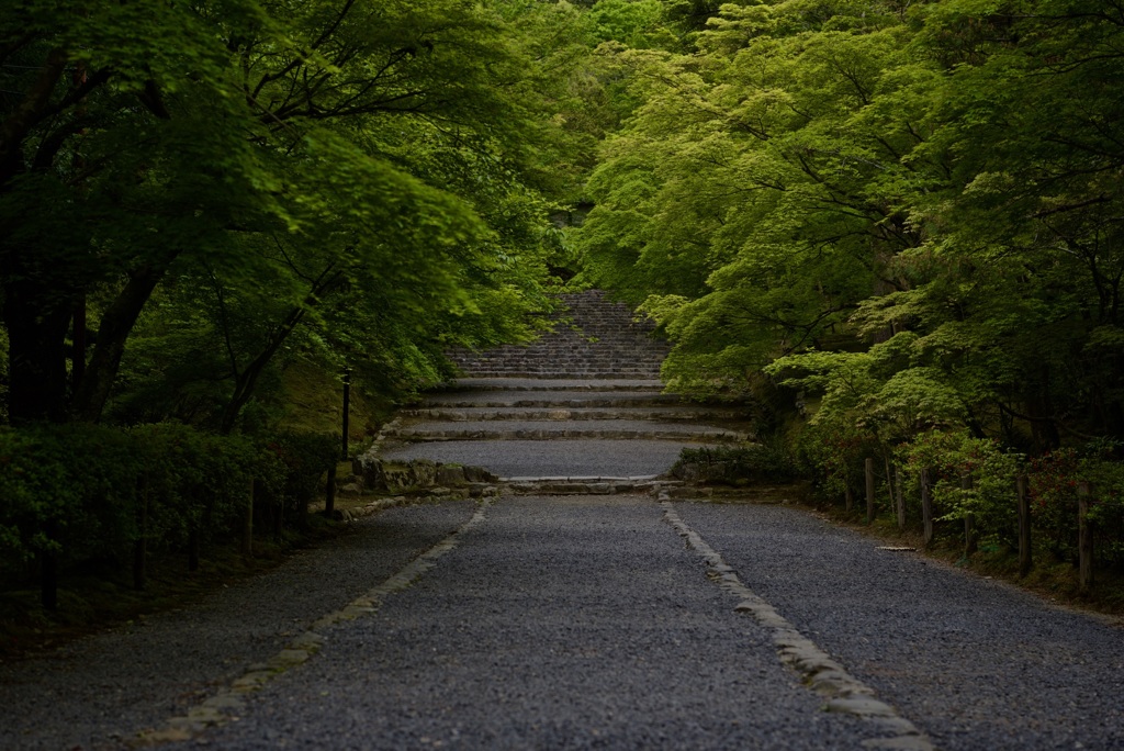 二尊院 紅葉の馬場
