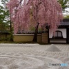 高台寺 枝垂桜と砂紋