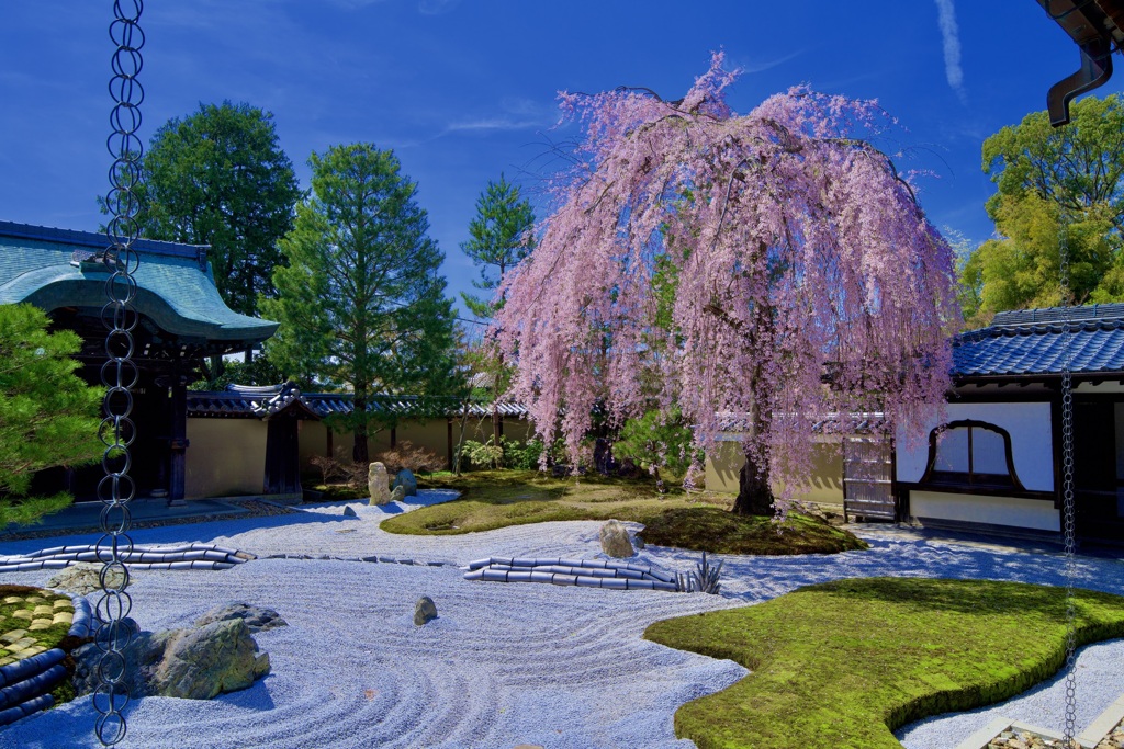 高台寺 枝垂桜