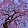枝垂桜