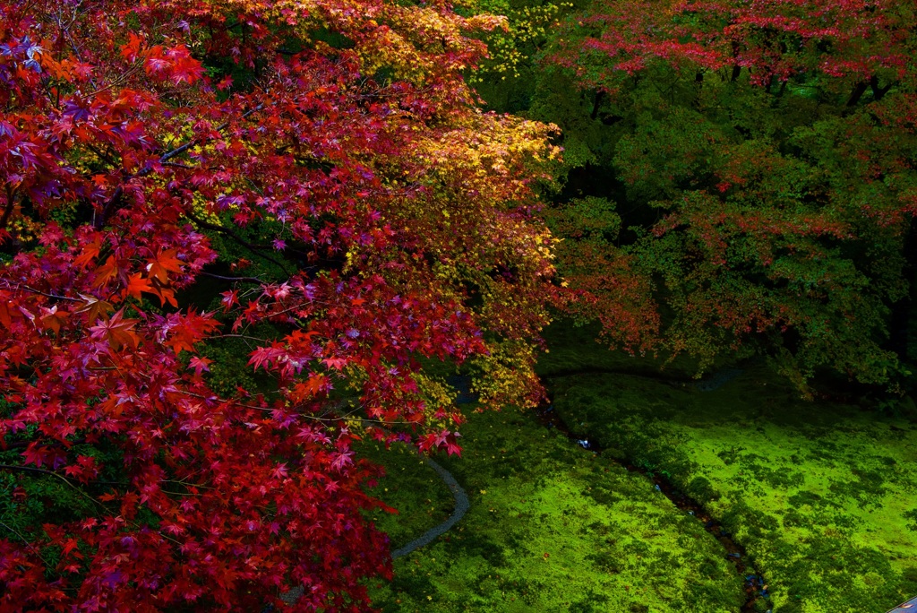 瑠璃光院 瑠璃の庭