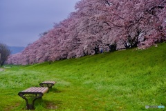 背割堤 桜並木