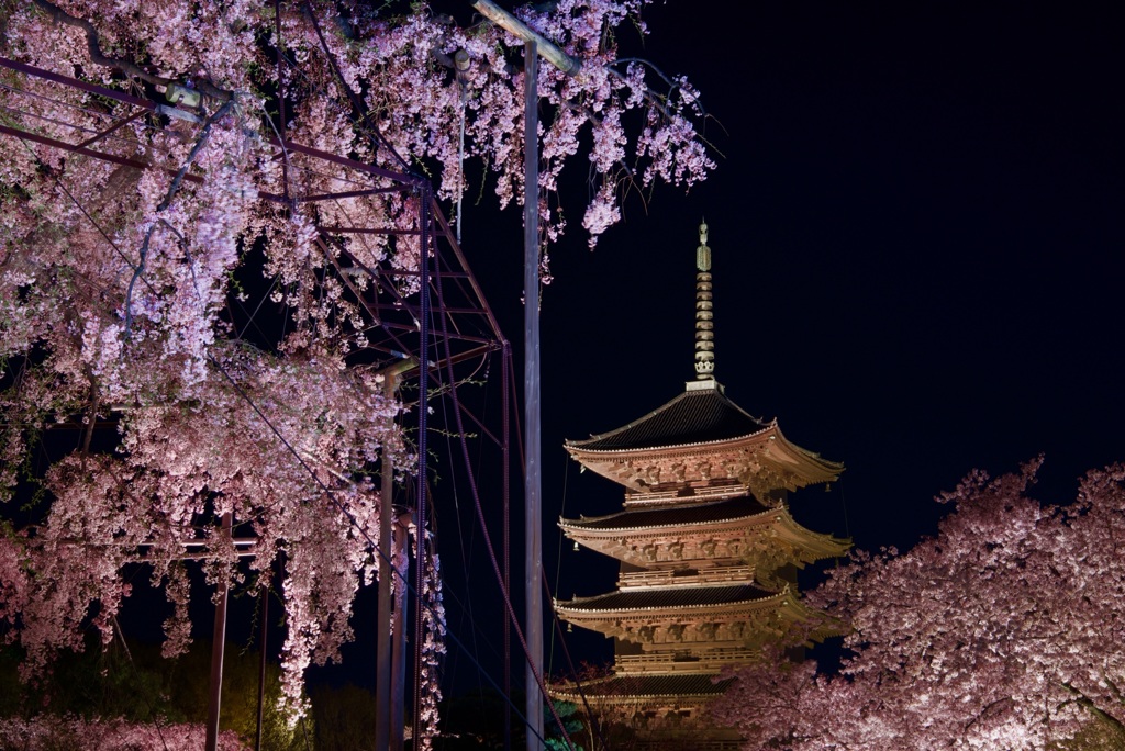 東寺 不二桜と五重塔