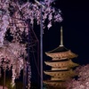 東寺 不二桜と五重塔