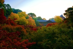 東福寺 臥雲橋 眺望