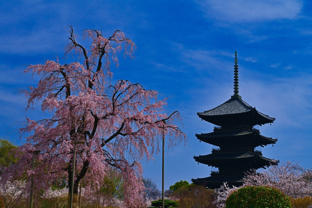 東寺 不二桜と五重塔