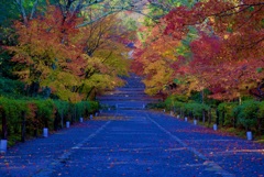 二尊院 紅葉の馬場