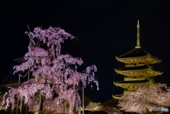 東寺 不二桜と五重塔