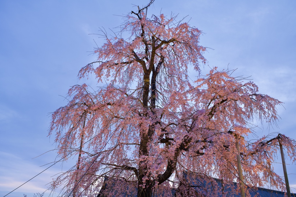 東寺 不二桜