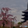 東寺 不二桜と五重塔