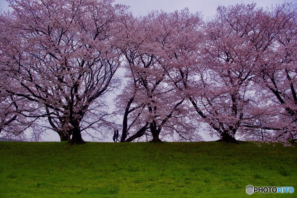 背割堤 桜並木