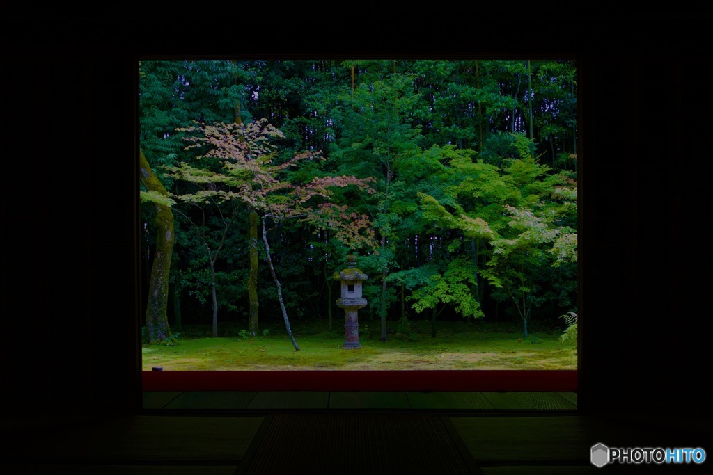 高桐院 楓の庭
