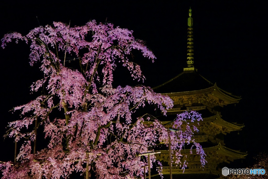 東寺 不二桜と五重塔