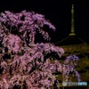 東寺 不二桜と五重塔