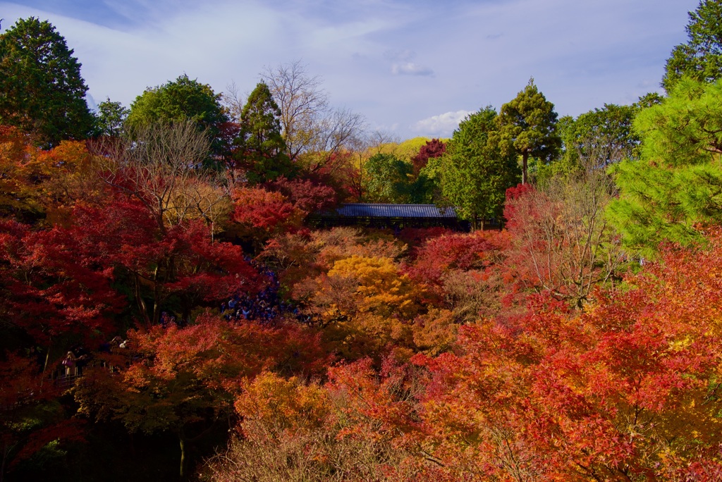 東福寺 通天橋 眺望