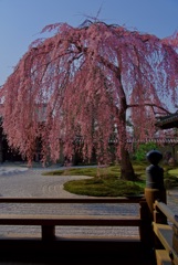 高台寺 枝垂桜