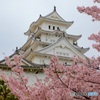 姫路城 大天守と桜